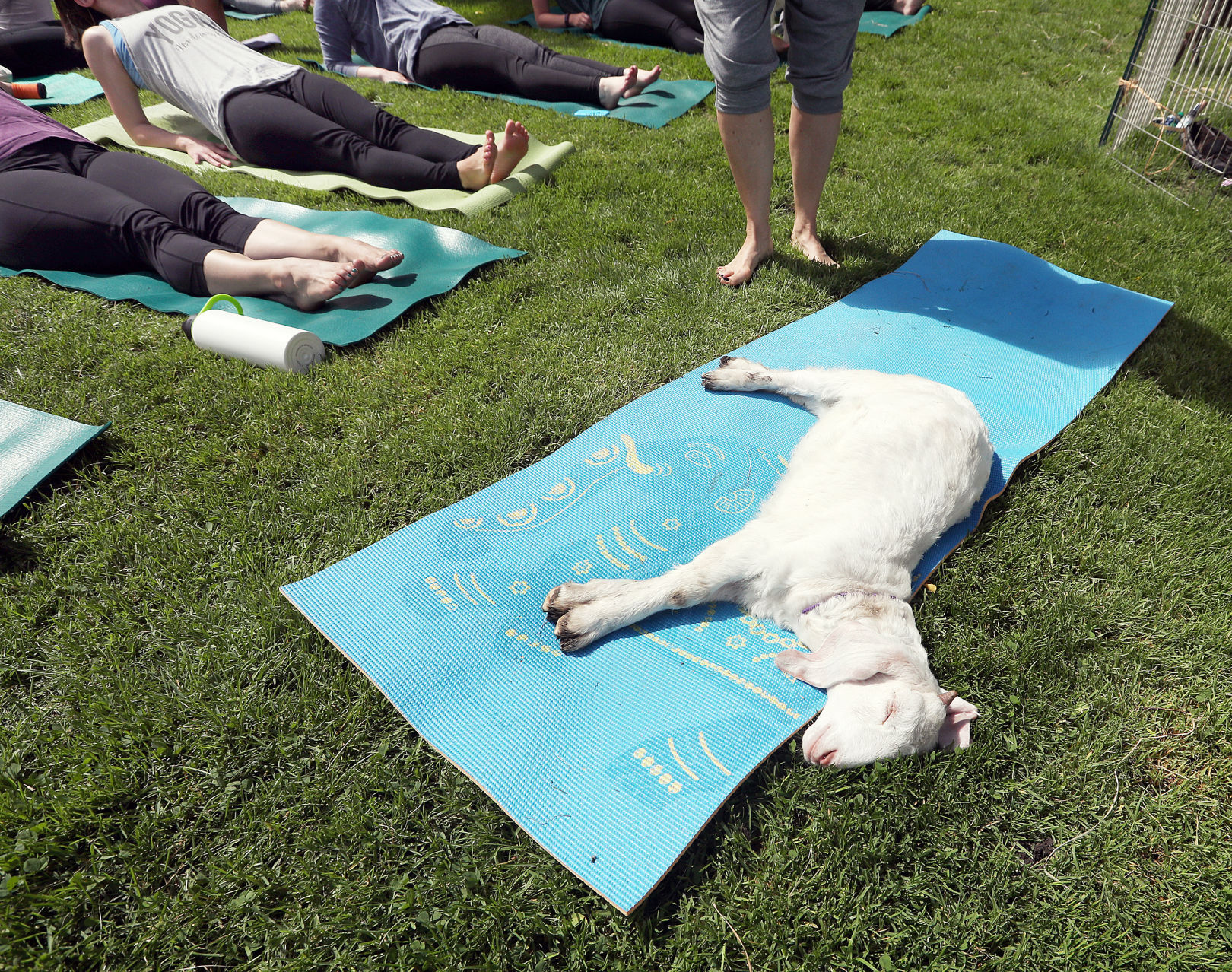Goat Yoga